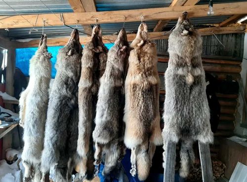 В Туве принимают шкуры волка за 7 тысяч рублей