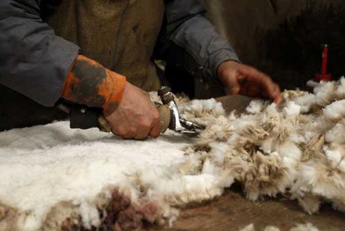 Народная инициатива - проект по переработке шерсти 