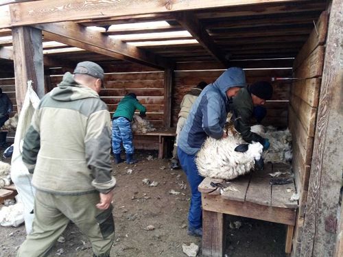 Стартап по тес-хемски. В районе работает цех по стрижке овец