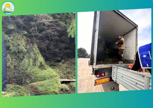 В Туву доставлена первая партия саженцев сосны