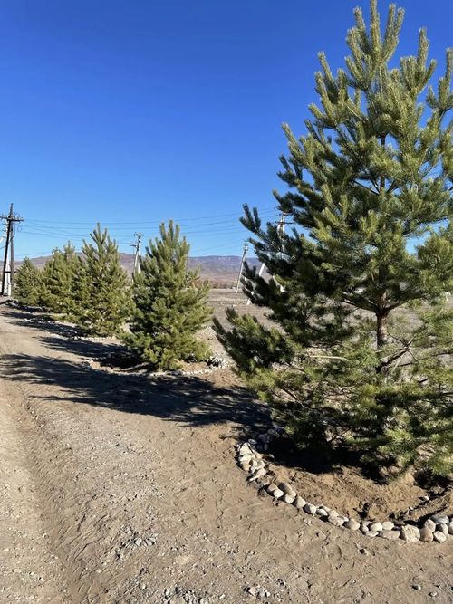 В поселке Каа-Хем начались работы по озеленению прилегающей территории спортивно-культурного центра «Победа»