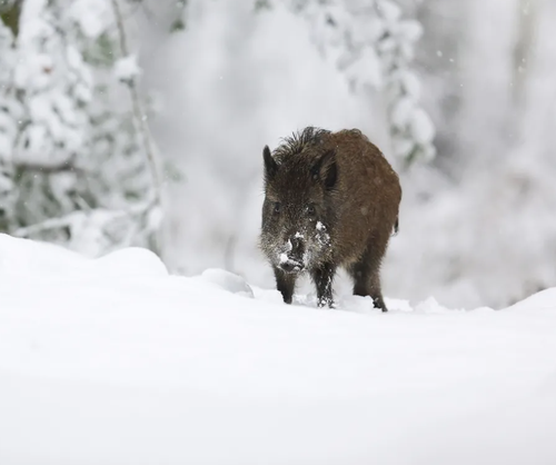 В Туве продолжается месячник «Дикий кабан» для профилактики африканской чумы свиней