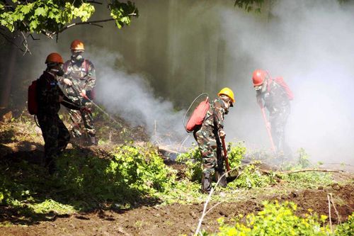 В России потушили 366 лесных пожаров