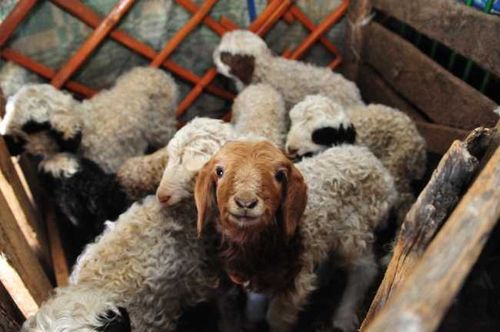 В Туве успешно завершилась окотная кампания