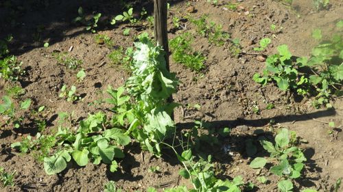 Сарыг-сепец пойман на выращивании мака