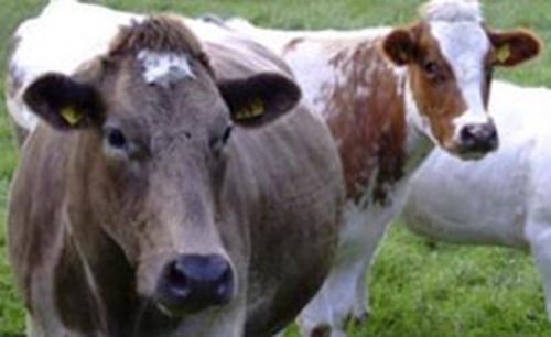 БОЛЕЕ 540 ГОЛОВ СЕЛЬСКОХОЗЯЙСТВЕННЫХ ЖИВОТНЫХ ВОЗВРАЩЕНО ХОЗЯЕВАМ