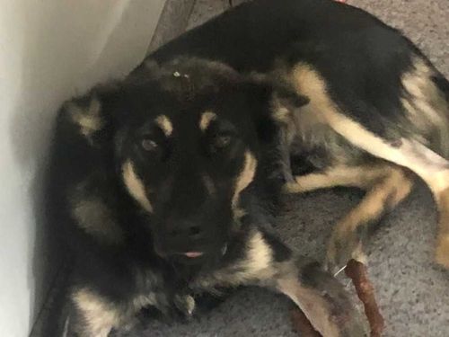 Радостная весть: Джин выжил и готов бежать со всех лап! 