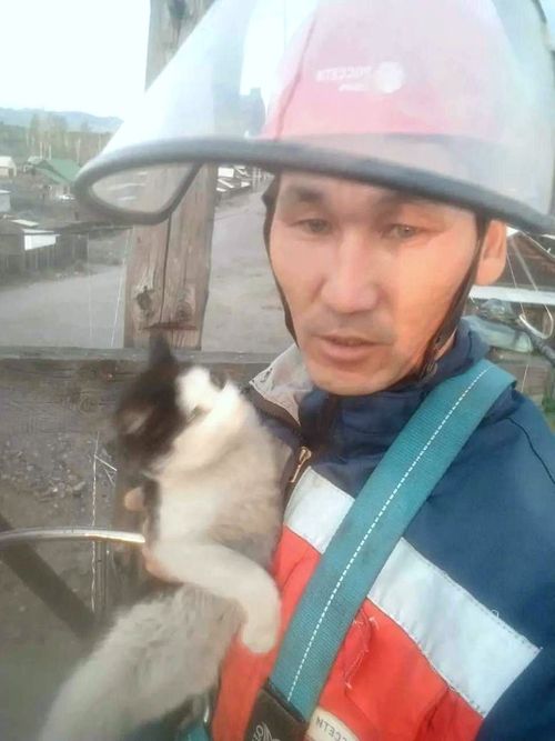 Сотрудники «Россети Сибирь Тываэнерго» спасли кошку на опоре ЛЭП