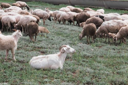 Развитие «Кыштага» – заслуга животноводов Тувы