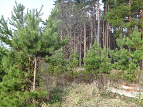 В Барун-Хемчикском и Чаданском лесничествах завершены работы по инвентаризации лесов