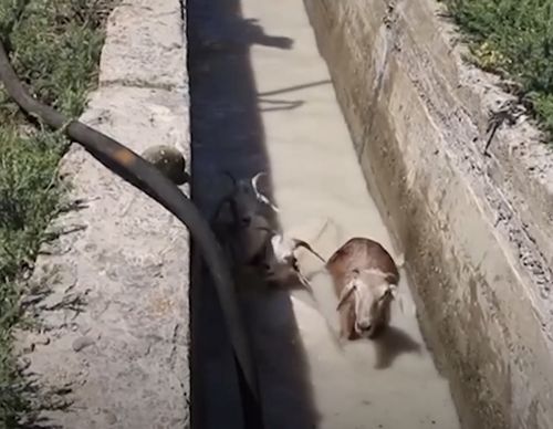 Житель села Ак-Тал открыл купочные ванны для мелкого рогатого скота