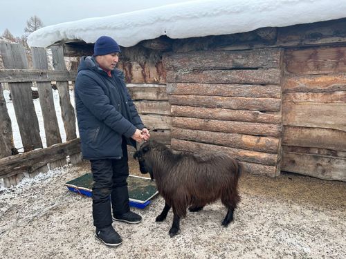 Ученые ТувГУ изучили особенности домашнего скота в Улуг-Хемском районе