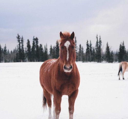 Как скотокрады расправились с украденной лошадью?