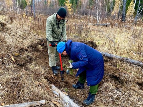 240 муң ажыг дөс хадыларны олуртур