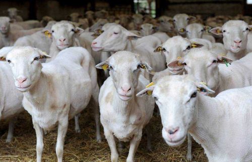 В хозяйствах Тувы идёт массовая стрижка мелкого рогатого скота