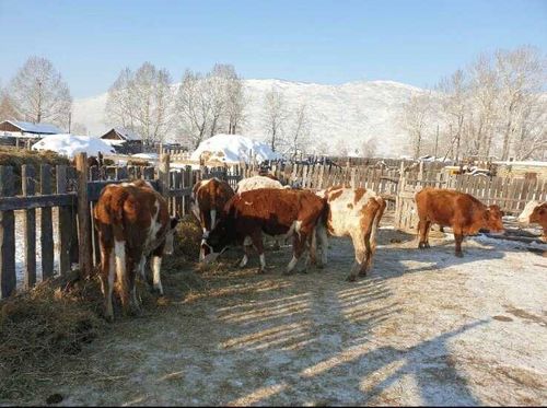 «Кыштаг для молодой семьи» в цифрах 