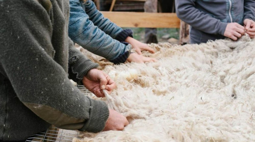 Аграриям Тувы возместят часть затрат на производство и продажу овечьей шерсти