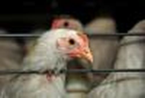 На птицефабрику вошла «Заря»