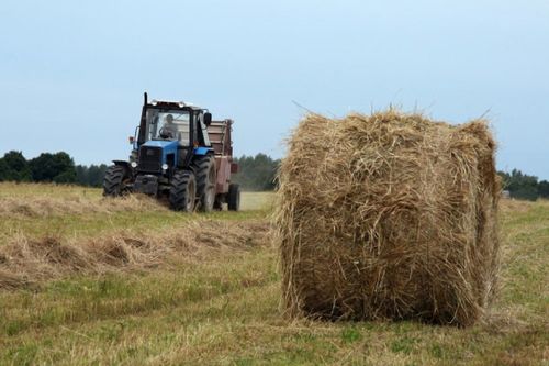 План – 217 муң тонна