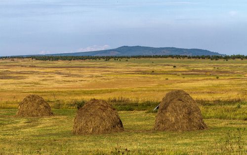 Тываның ажыл-агыйларында мал чеминиң белеткели уламчылавышаан