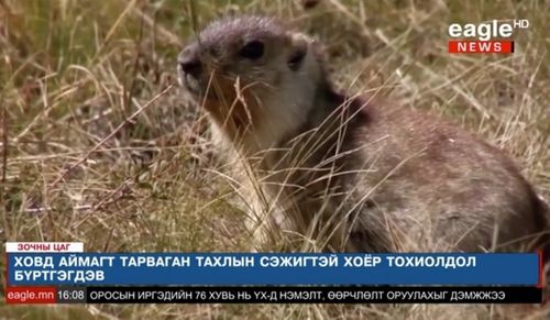 Моолда бубон чумазының өөскээни-биле профилактиктиг хемчеглерни сагыырын республиканың чурттакчыларынга сагындырган