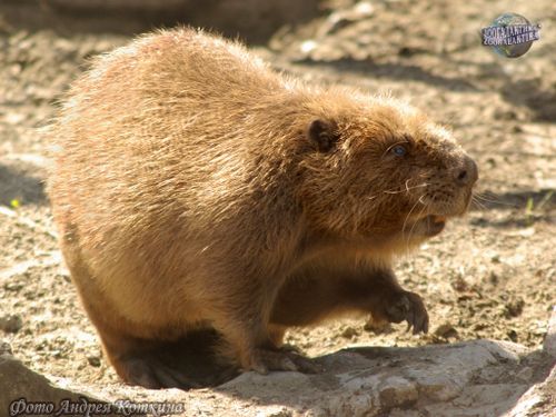 Редкие животные Тувы: кого охраняет Красная книга республики