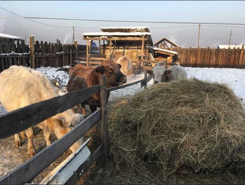 «Корова - кормилица» обеспечила «молочкой» более пяти тысяч детей
