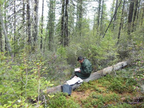В Туве проведены дистанционные наблюдения за санитарным и лесопатологическим состоянием лесов