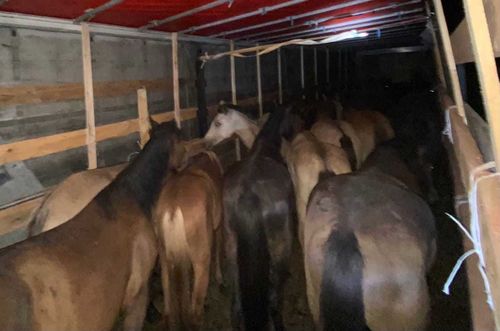 Табун лошадей не прошел через пост «Шивилиг» 