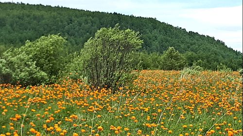 В Туве подведены итоги детского фотоконкурса «Лес – наше богатство!»