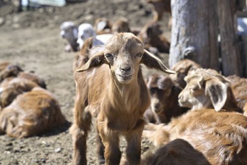 В Туве пройдёт конкурсный отбор на получение финансовой поддержки сельхозтоваропроизводителей