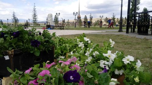 В Кызыле скульптурный комплекс «Центр Азии» украсили цветочными клумбами в национальном стиле 
