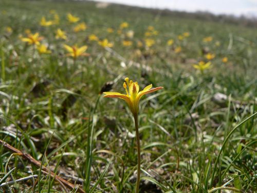 ХАЯЛЫГ-ДААМ ШОНЧАЛАЙЫ