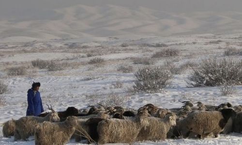 Тывада мал кыштаглаашкыны чогумчалыг эртип турар