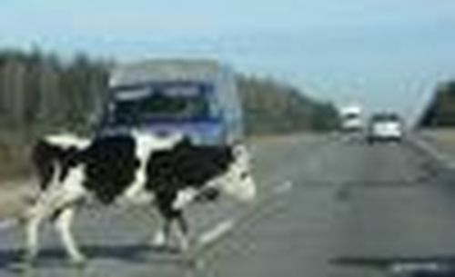 ЖИВОТНЫЕ НА ДОРОГЕ: КТО НЕСЁТ ОТВЕТСТВЕННОСТЬ ЗА ДТП?