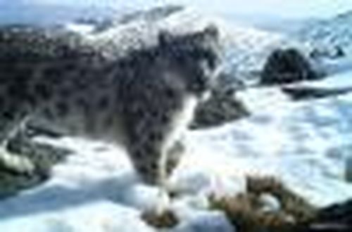 Шанчы — земля ирбиса