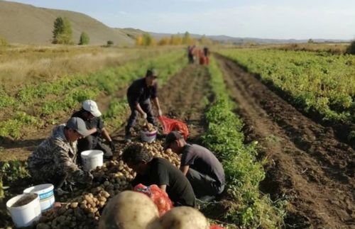 2800 АЖЫГ ТОННА ДҮЖҮТТҮ АЛЫР