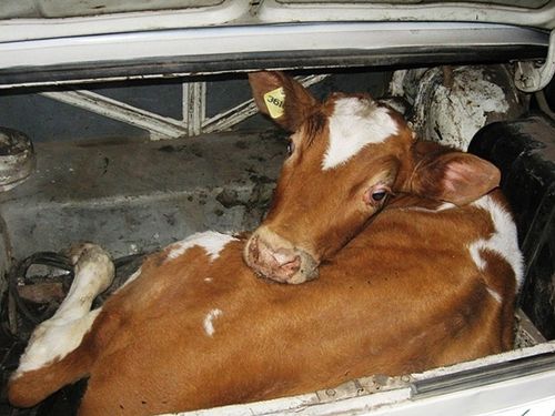 В Туве с начала года зарегистрировано более 420 заявлений о кражах скота