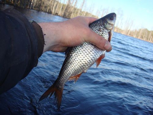 Рыболовы-любители Тувы с 20 апреля могут оказаться браконьерами