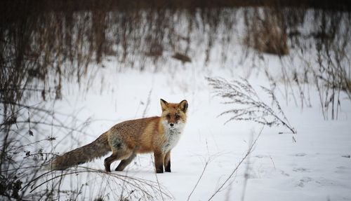 КАЛЧАА ААРЫЫНДАН КАРАНТИН