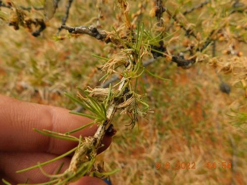 СЕРАЯ ЛИСТВЕННИЧНАЯ ЛИСТОВЕРТКА В ТЫВЕ УВЕЛИЧИВАЕТ ТЕРРИТОРИЮ РАСПРОСТРАНЕНИЯ