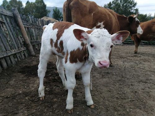 В Туве получили развитие мини-фермы нового губернаторского проекта