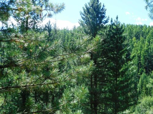 В правительстве Тувы обсудили вопросы экологии региона 