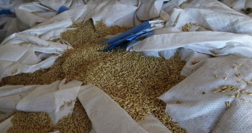 Россельхознадзор подвел итоги надзорной деятельности в сфере семеноводства сельскохозяйственных растений за 2024 год