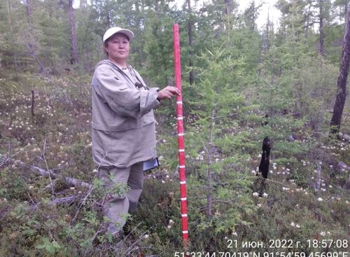 Лесопатологи Тувы обследовали Шагонарское лесничество