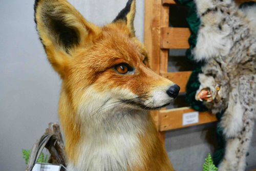 Выставка охотничьих трофеев в Национальном музее