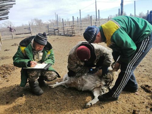 Мал эмчизи – эрте-бурунгу мергежил