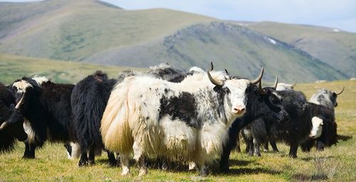 В Монгун-Тайгинском кожууне Тувы будут чествовать яков и тех, кто их разводит