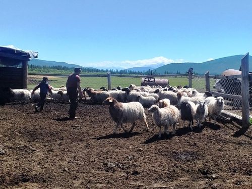 Хой кыргыыр бригада Хүт сумузунга четкен