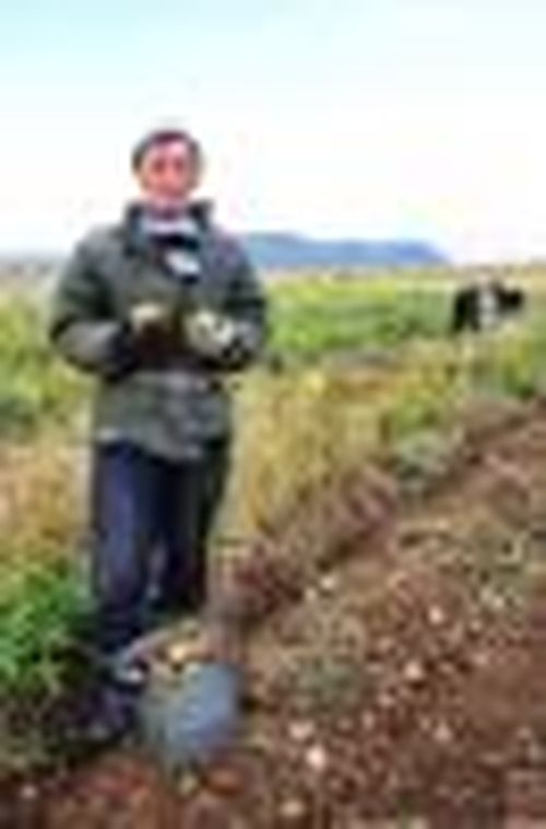 Сколько картошки накопали?